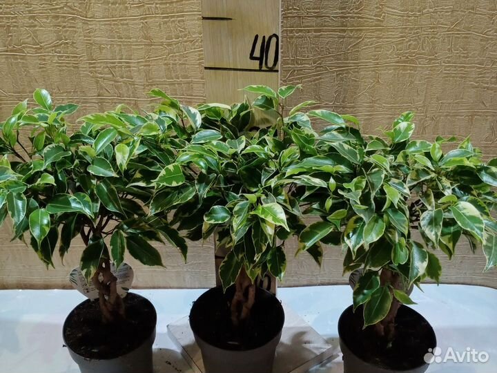 Фикус бенджамина экзотика