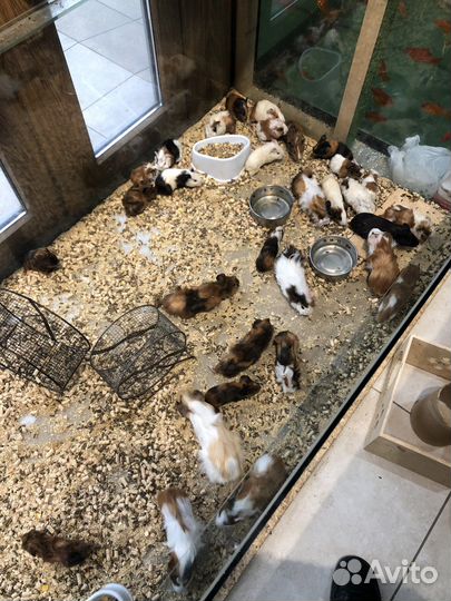 Морская свинка