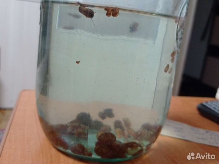 Улитки аквариумные