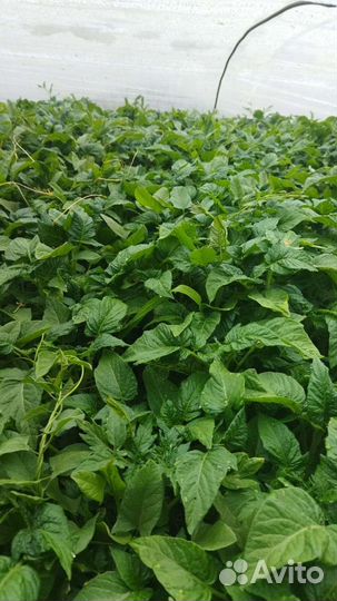 Рассада помидор