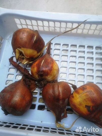 Безвременник или Википедия