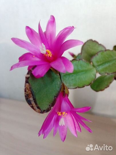 Рипсалидопсис