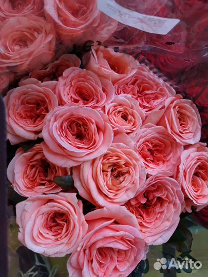 Роза 70 см пионовидная с базы роз