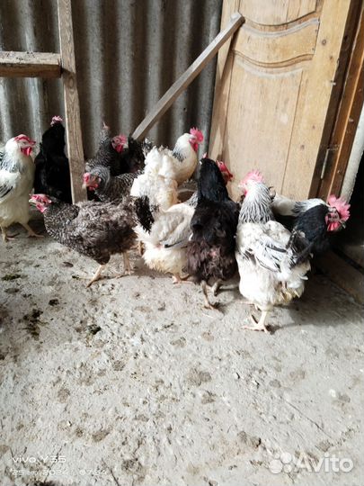 Продаю курочек