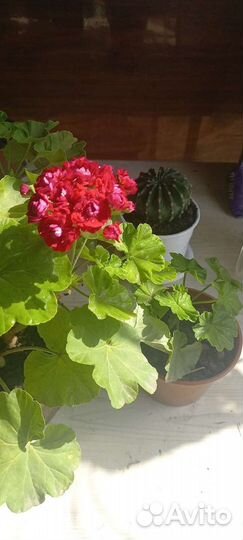 Герань пеларгония розебудная