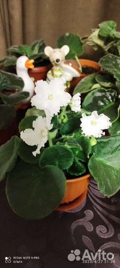 Фиалки сортовые