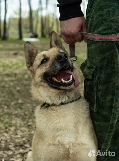Классная Собака из Приюта Шарик в поисках дома