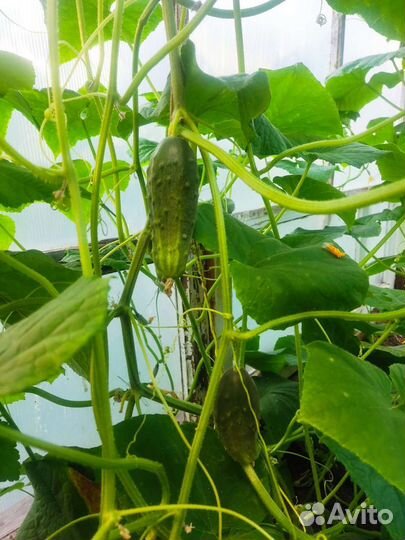 Помидора домашняя, кабачки, огурцы