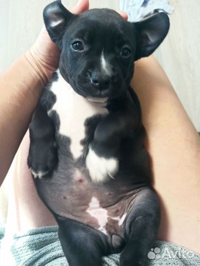 Стаффордширский терьер