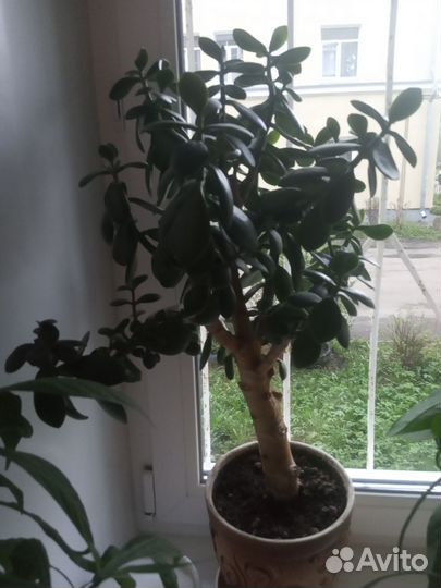 Толстянка (денежное дерево)