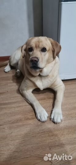 Кобель лабрадора вязка