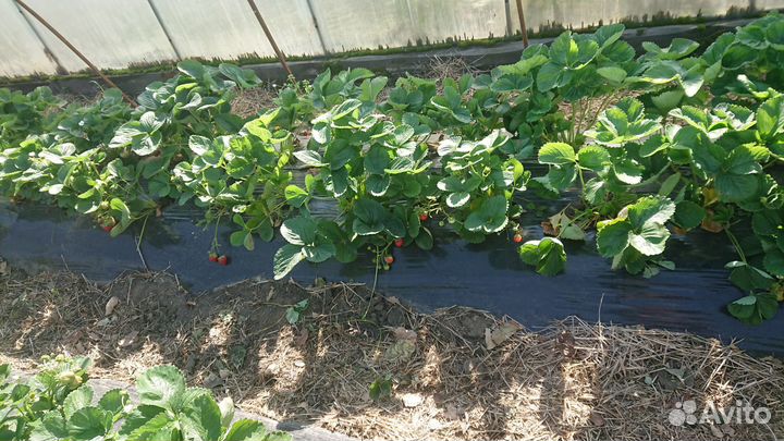 Земляника садовая