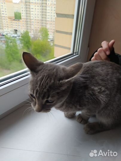 Европейская кошка