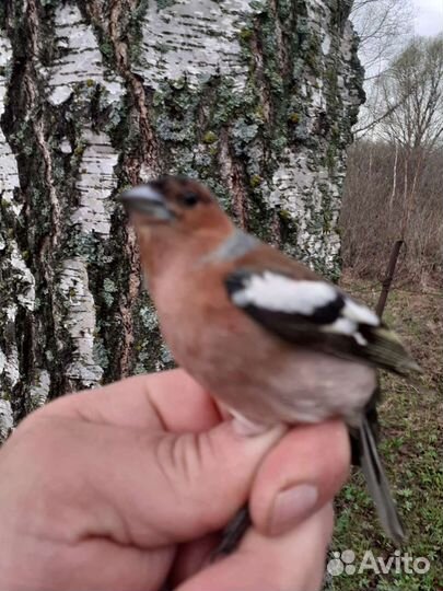 Певчая лесная птица