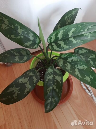 Комнатные цветы