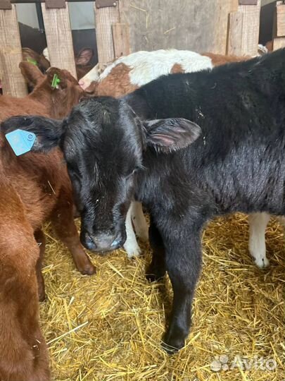 Отборные телята бычки быстрая доставка с выбором