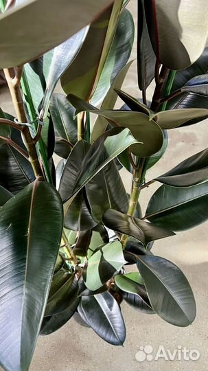 Фикус эластика Абиджан, 3 ст, высокий, в подарок