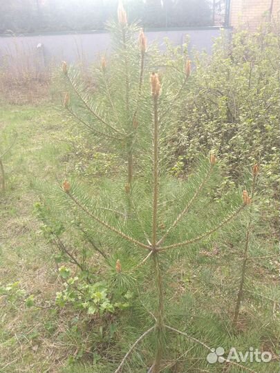 Саженцы сосны