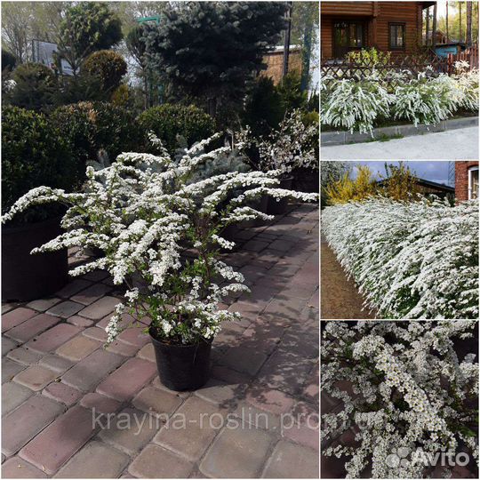 Спирея графшайм