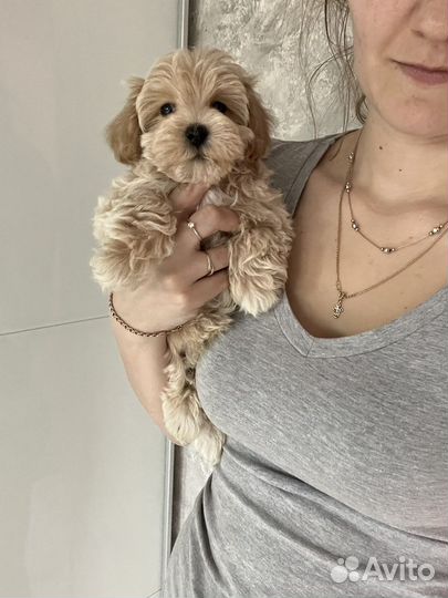 Мальтипу ф1 мальчик медвежонок капучино