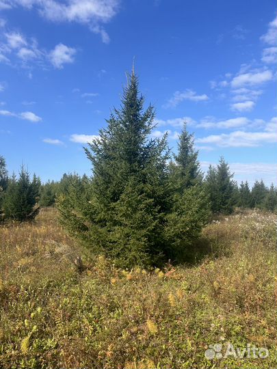 Ель обыкновенная в ассортименте
