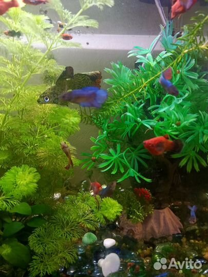 Аквариум 100л