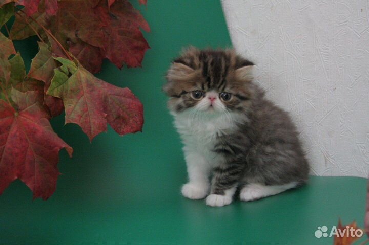 Персидская кошка