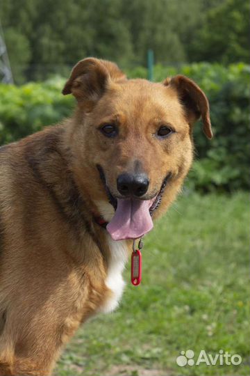 Марк в добрые руки