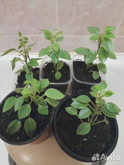 Комнатные растения