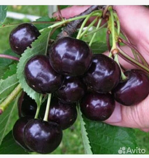 Саженцы Вишня шоколадница