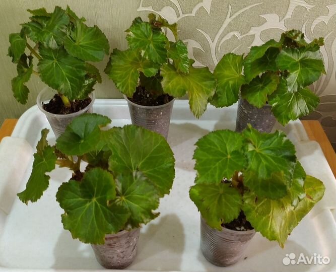 Бегония Элатиор