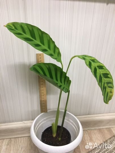 Калатеи разные