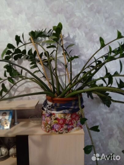 Взрослые цветы для дома и офиса