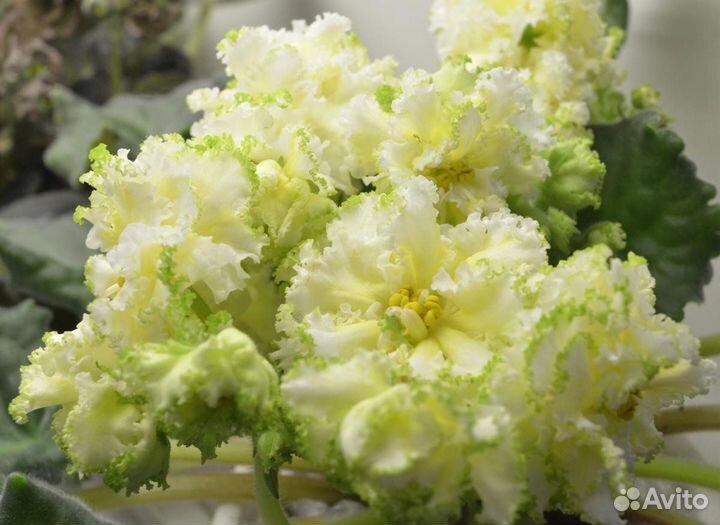 Фиалка лист срез