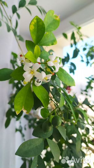 Семена мурайи метельчатой