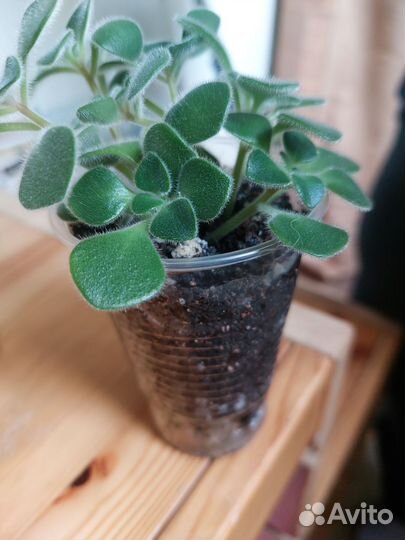 Аихризон дерево любви