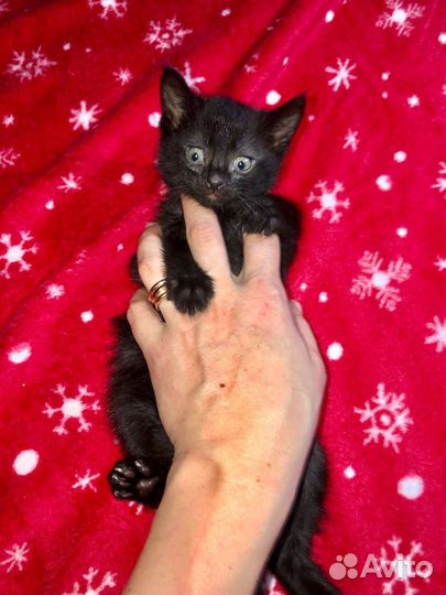 Котята в дар