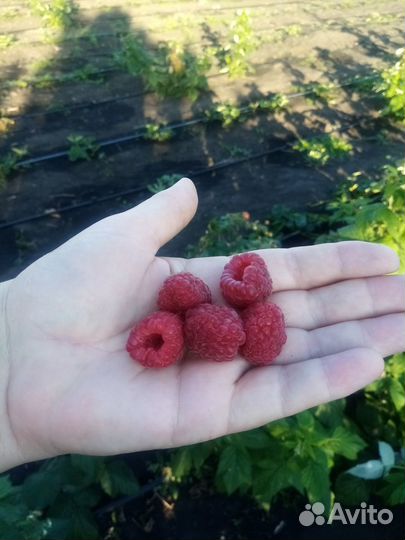 Саженцы ремонтантной малины зкс