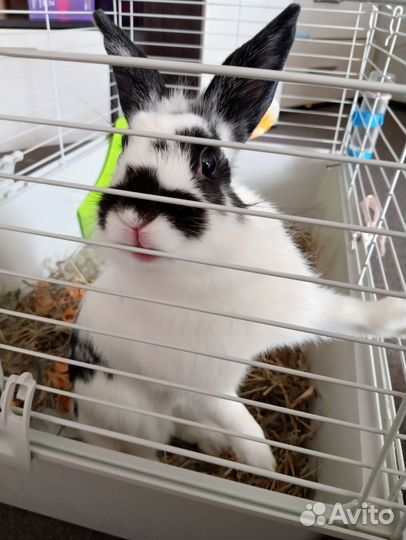 Продам кролика с клеткой