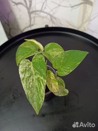 Эпипремнум марбл квин, сингониум неон