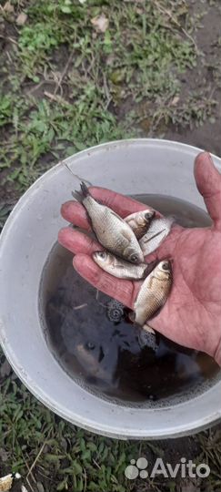 Живец карась