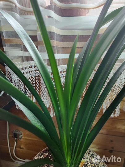 Кливия Гордения