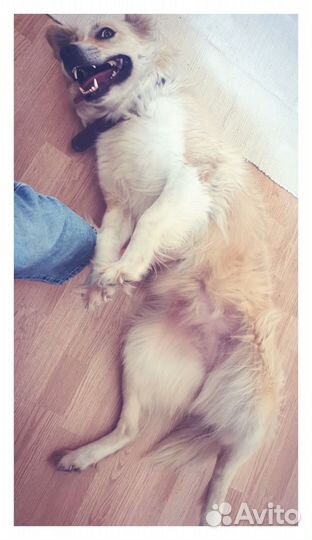 Передержка собак