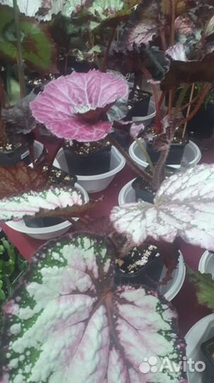 Бегонии сортовые