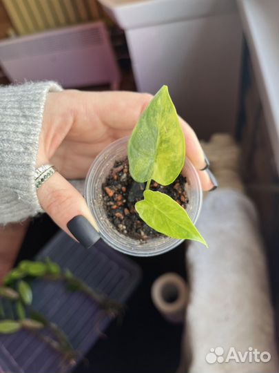 Алоказия гагеана вар