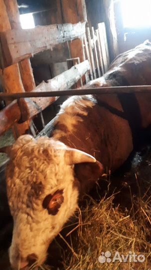 Два быка на мясо