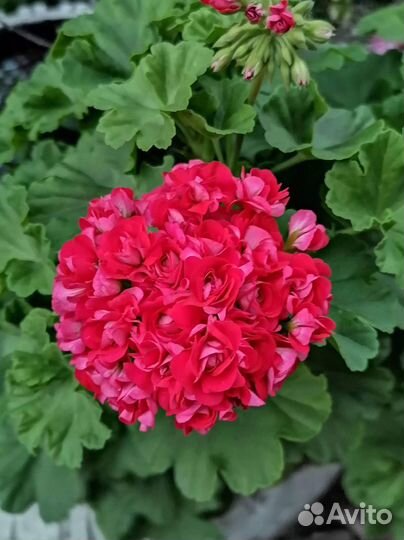 Комнатные растения цветы