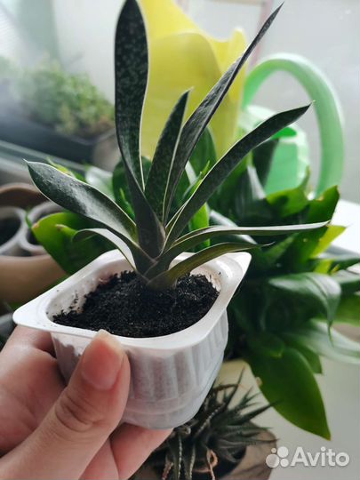 Гастерии и Хавортии