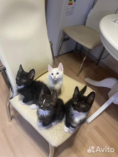 Котята в добрые руки бесплатно