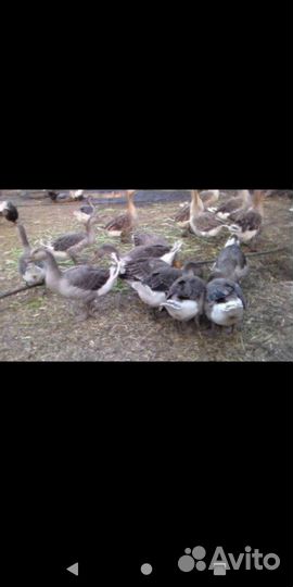 Большой серый гусь, гусята и молодняк